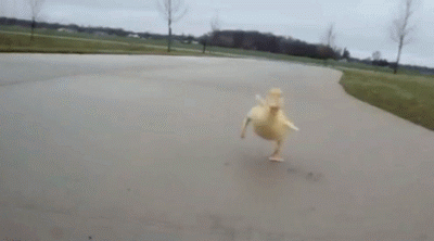 a baby duck running