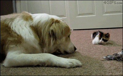 a kitty booping a doggo